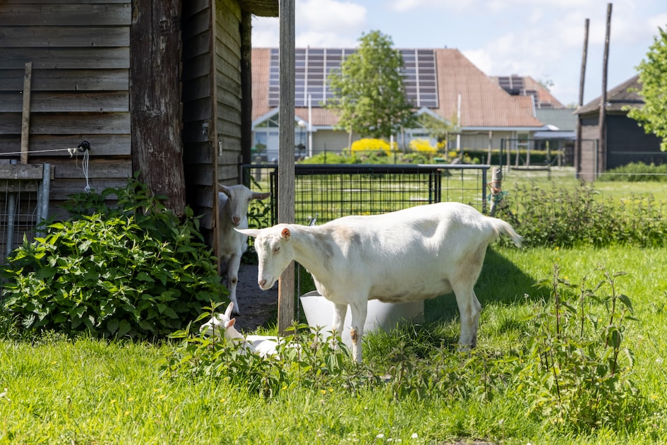 Vakantiepark It Wiid
