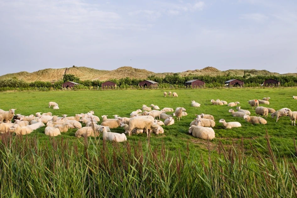 De Zeekraal
