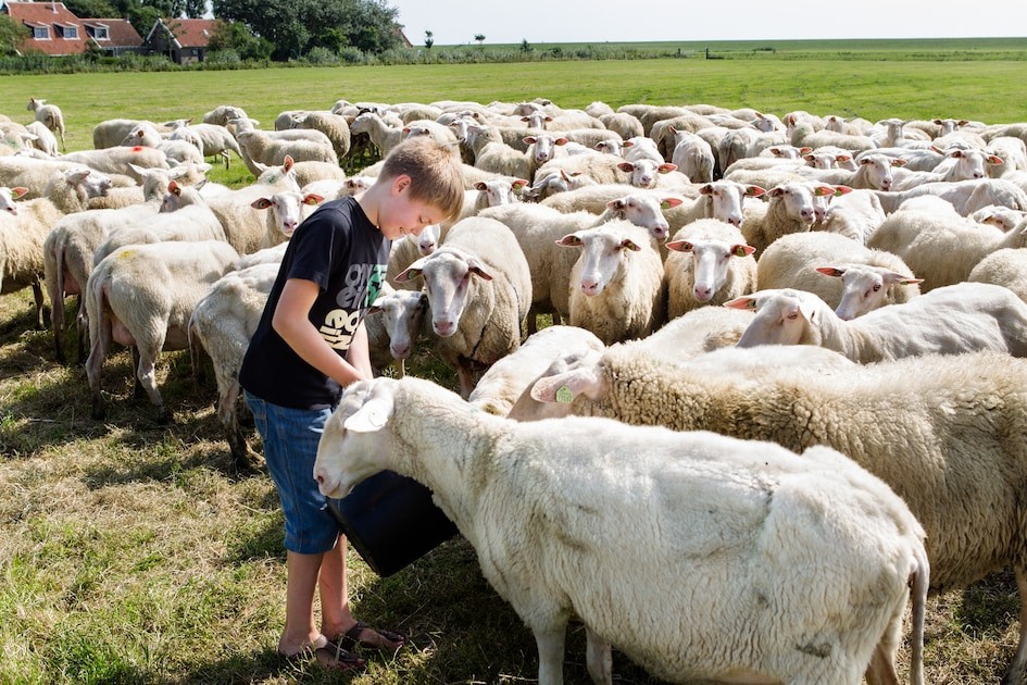 De Zeekraal
