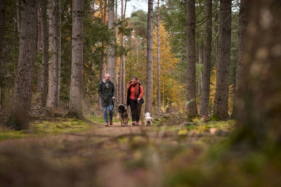 RCN het Grote Bos