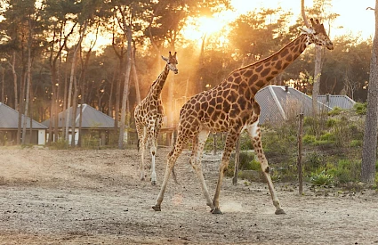 Safari Hotel