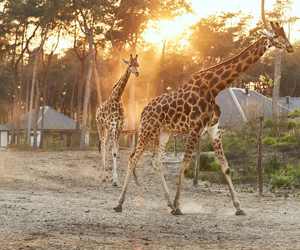 Safari Hotel