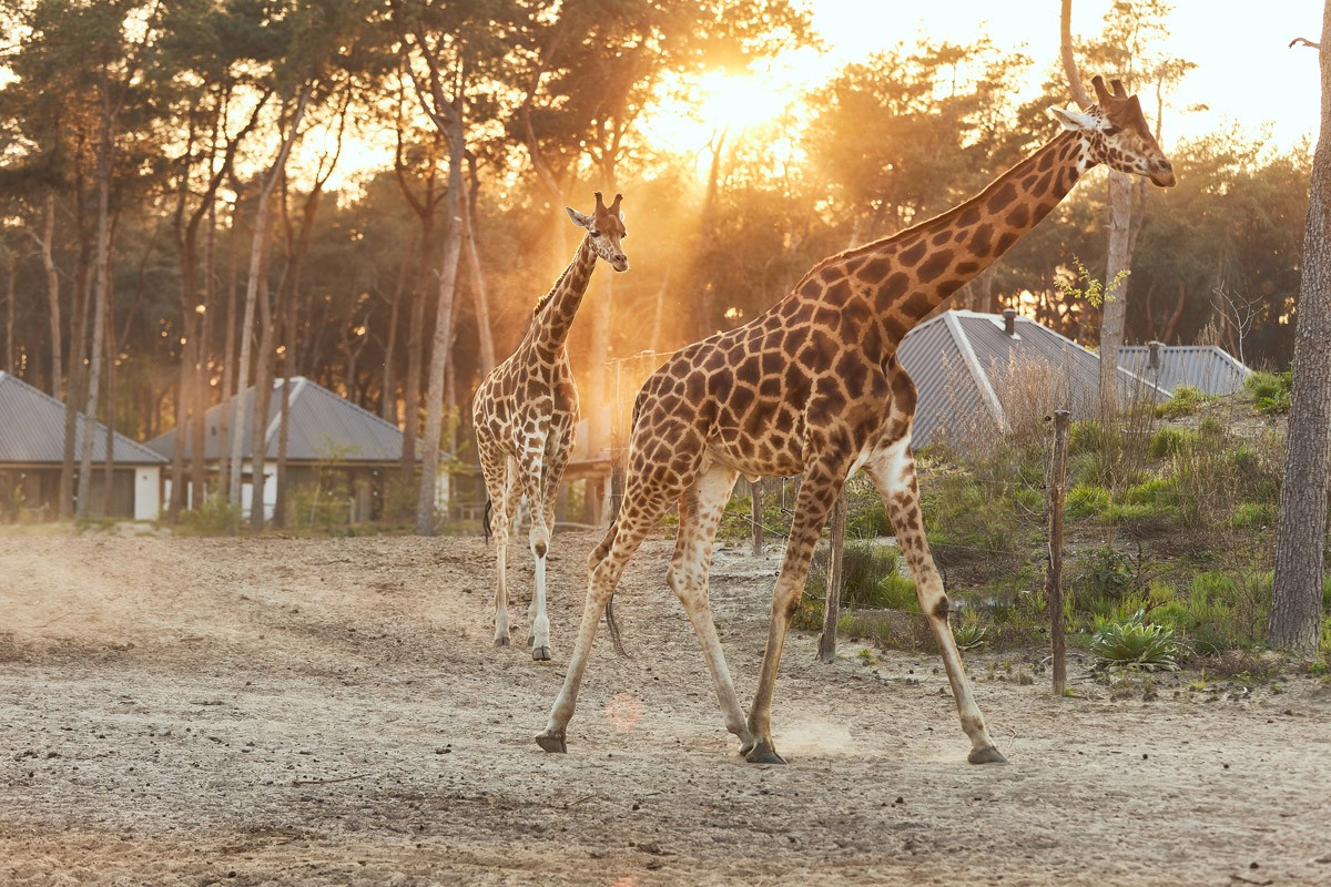 Safari Hotel