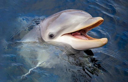 Dolfinarium