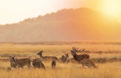 Veluwe