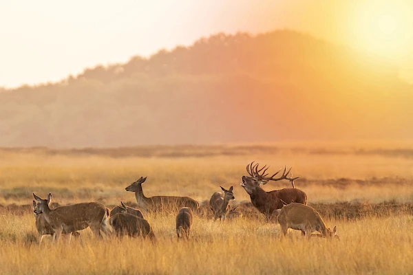 Veluwe