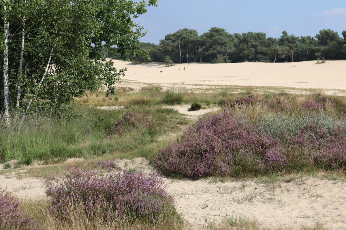Recreatiepark Duinhoeve