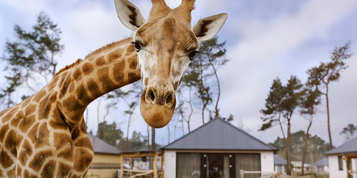 Safari Resort Beekse Bergen